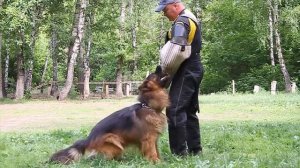 Керунг немецкой овчарки  Май 2020