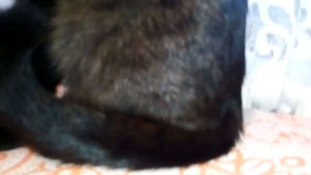 Малой черный кот позирует перед камерой