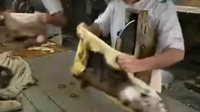 Выделка меха смотреть онлайн