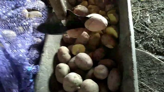 Новости хозяйства. Приучение к электропастуху. смотреть онлайн