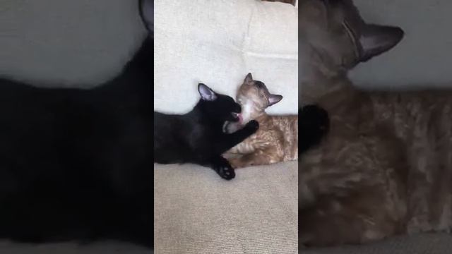 котик Шушик умывает друга. Приветик из дома от выпускника Приюта. Петербург смотреть онлайн