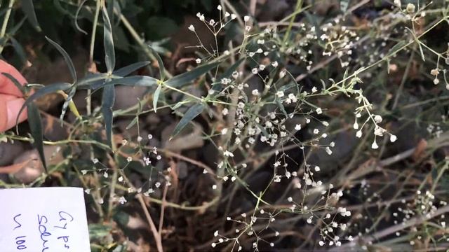 Gypsophila Paniculata, Schleierkraut