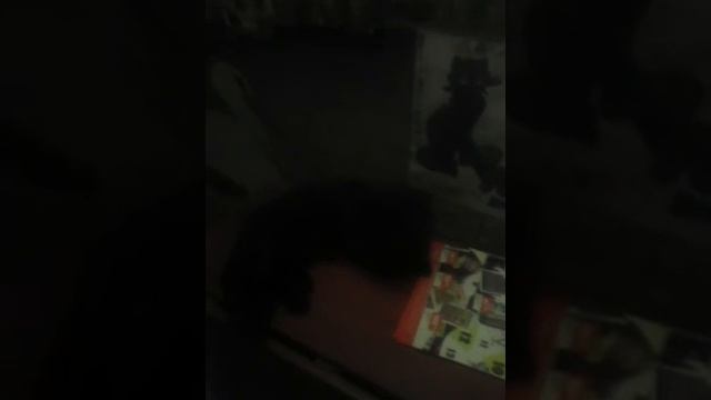 черная пушистая кошечка смотреть онлайн