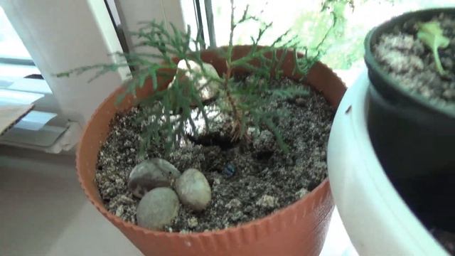 Вплотную занялась своими растениями! Они уже благодарят за внимание к себе! смотреть онлайн