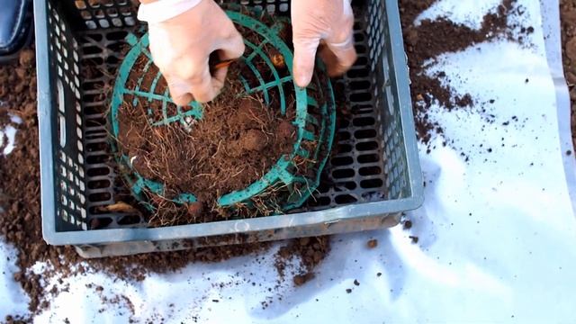 Выкапываем луковицы тюльпанов Делаем это с удовольствием смотреть онлайн