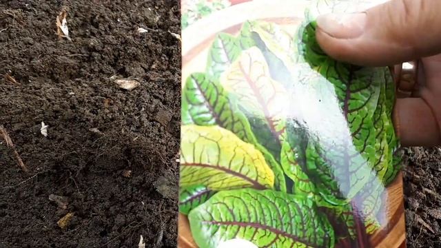Посев щавеля 20. 04. 22 г. смотреть онлайн
