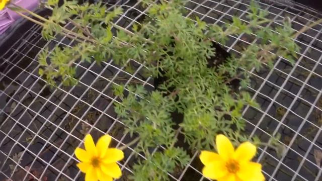 BIDENS yellow charm смотреть онлайн