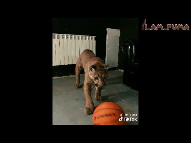 Месси пробует себя в кино)) Puma Messi -actor))