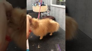 Гигиена померанского шпица??