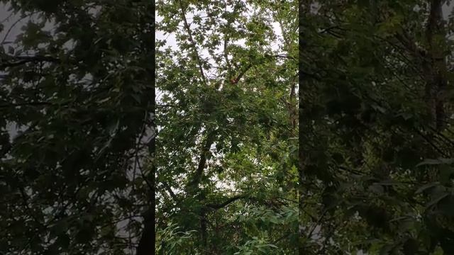 Скворцы прилетели) смотреть онлайн