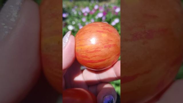 Чудо-помидоры 🍅 смотреть онлайн