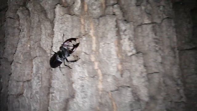 Lucanus cervus (Linnaeus, 1758). Самец жука-оленя. смотреть онлайн