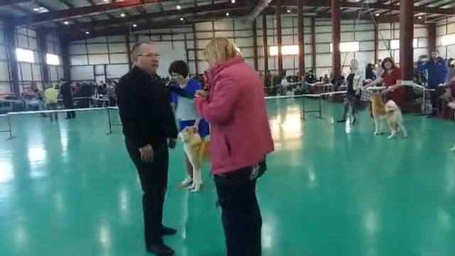 06.11.2016 ринг Акит щенки Эксперт Васильев смотреть онлайн