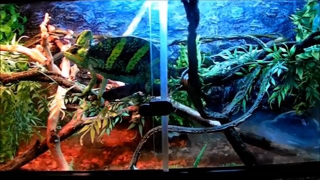 Yemen (Veiled) Chameleon & Setup