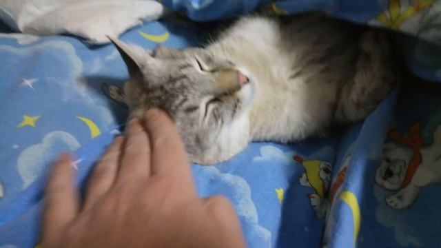 Котик спит, залез под одеяло. cat sleep смотреть онлайн