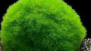 КЛАДОФОРА. УХОД , СОДЕРЖАНИЕ И РАЗМНОЖЕНИЕ