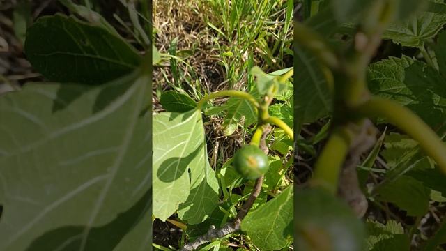 Fig Growing - Gardening - Grow your Own смотреть онлайн