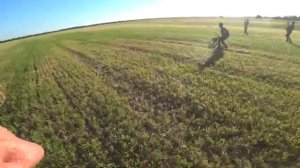 Великолепная охота на перепела. Август 2023