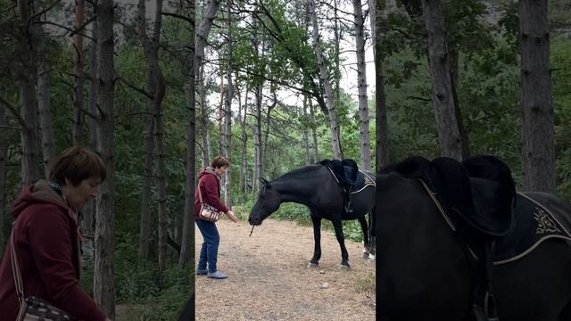 Умные ли лошади?