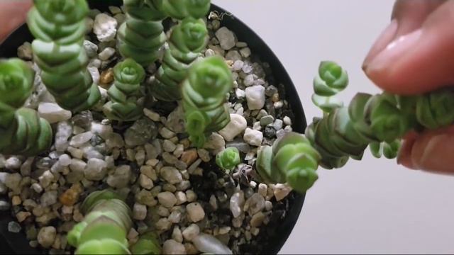 Crassula Rupestris Ou Crassula Roxa