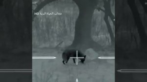 Ахота с волками