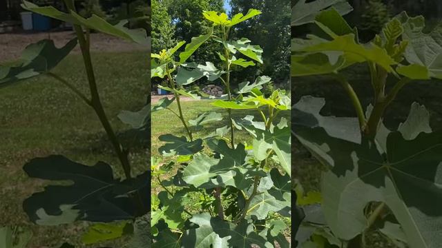 Pinching Your Fig Trees for Faster Growing and Bigger Figs смотреть онлайн