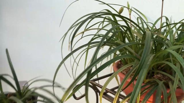Phragmipedium Pearcei