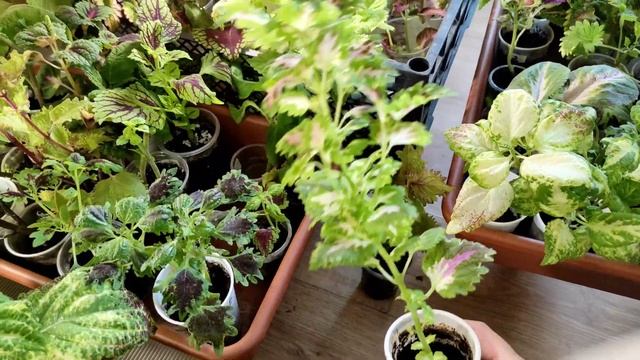 Колеусы в конце зимы. Сохраняю любимые сорта. Мои ошибки в сохранении.