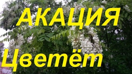 Белая Акация.Места сбора меда белой акации Волгодонск-Цимлянск.