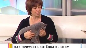 Приучаем кошку к лотку.Советы ветеринара.