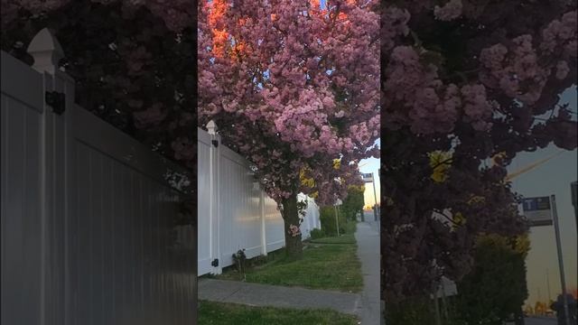 Kanzan or Kwanzan Cherry Blossom смотреть онлайн