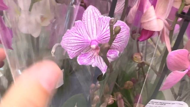 НОВЫЙ завоз орхидей тут всегда УДИВЛЯЕТ / СОЧНЫЕ орхидеи по ДОСТУПНЫМ ценам смотреть онлайн