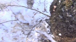 Огромный Кап березовый кап  Таежные поиски березового капа в тайге  Сказочная тайга 9 мая 2017