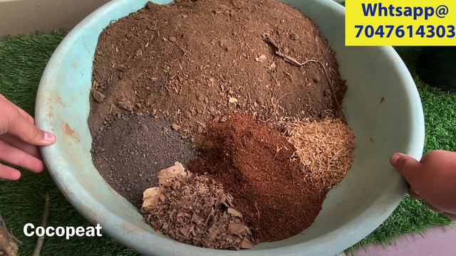 घर बैठे ख़रीदो Summer Indoor Plants || Buy Best Quality Adenium Plants Online || Mondal Nursery смотреть онлайн