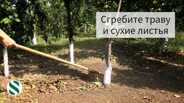Уход за деревьями сливы после сбора урожая. смотреть онлайн