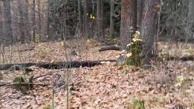 КАРЕЛО ФИНСКАЯ ЛАЙКА ПЕРВАЯ КУНИЦА.НАХАЖИВАЕМ МОЛОДЫХ ЛАЕК. смотреть онлайн