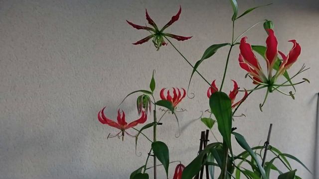 Floraison Gloriosa Superba Rothschildiana смотреть онлайн