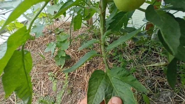 Когда и как убирать нижние листья на томатах. смотреть онлайн