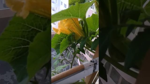 Тыква "Амазонка" на балконе. Женский цветок смотреть онлайн