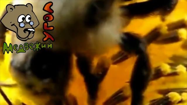 Про мёд волшебная пыльца смотреть онлайн