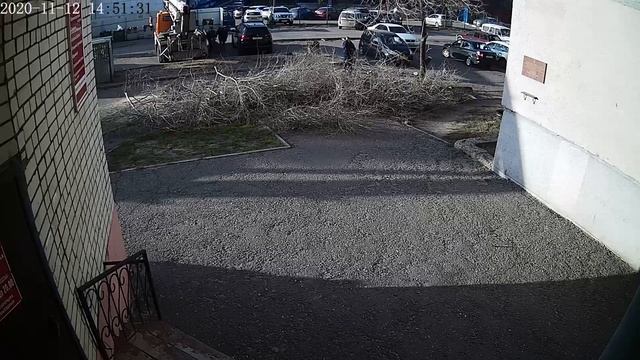 Срубили любимые деревья. Воронеж смотреть онлайн