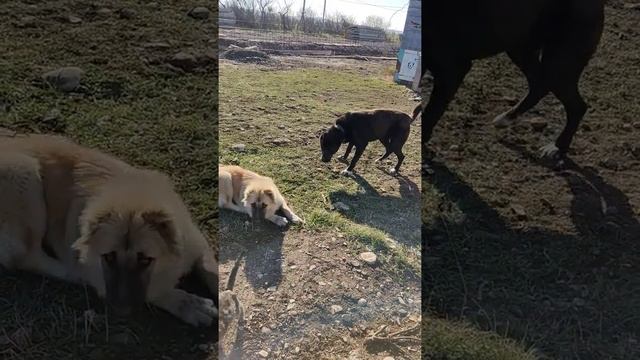 Dogs and cats-friends forever 2 смотреть онлайн
