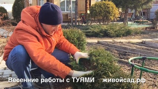 Весенние работы с ТУЯМИ смотреть онлайн