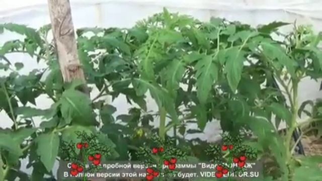 Подкормка 1-й и 2-й кисти смотреть онлайн