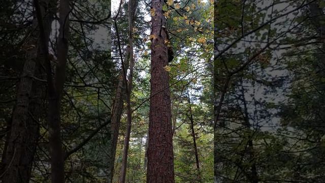 Шишка 2021 Амурская обл. Архаринский район смотреть онлайн