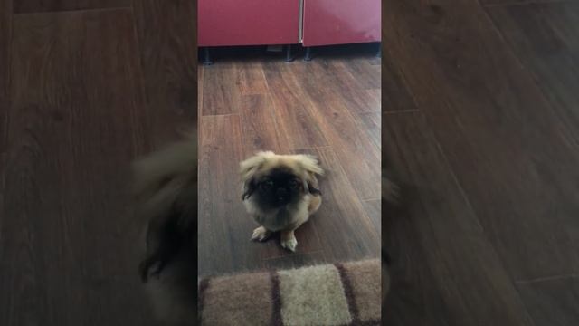 Пекинес | Порода собак Пекинес | Все о породе смотреть онлайн