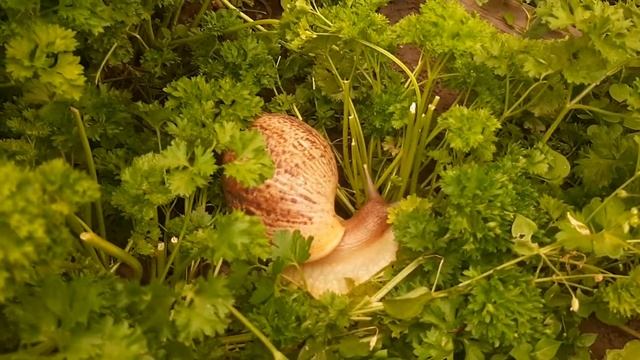 УЛИТКА АХАТИНА/БОЛЬШАЯ УЛИТКА 4,5 МЕСЯЦА /ВЫГУЛИВАНИЕ УЛИТОК - ВРЕД ИЛИ ПОЛЬЗА??? смотреть онлайн