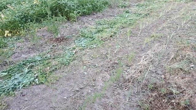 Почему важно убирать бурьян на огороде. смотреть онлайн