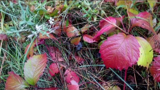 Осеннее равнодействие 23 sent 2016 os ravn смотреть онлайн