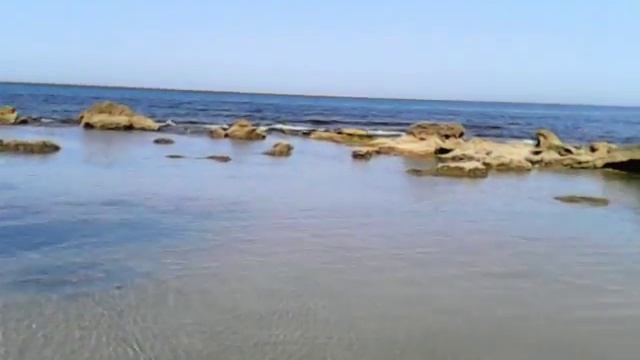 Удивительные морские животные смотреть онлайн